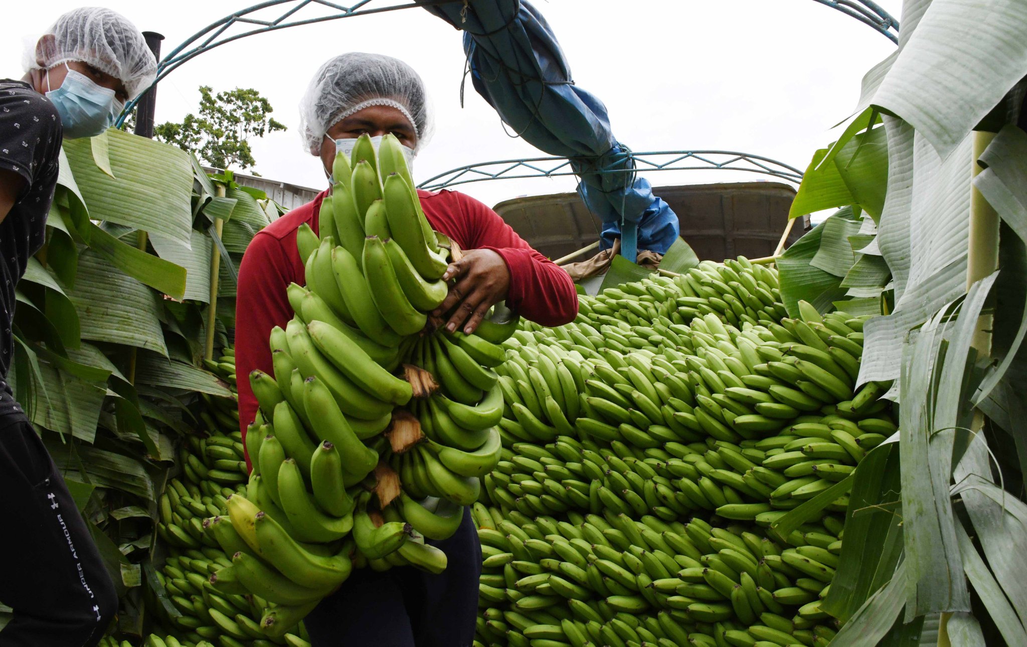 Bolivia logra un nuevo récord al exportar banana por $us 41 millones