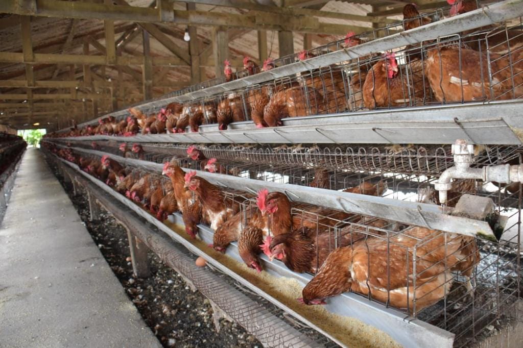 Gripe Aviar: Más de 218.000 aves murieron y 20 focos de infección fueron detectados en Cochabamba