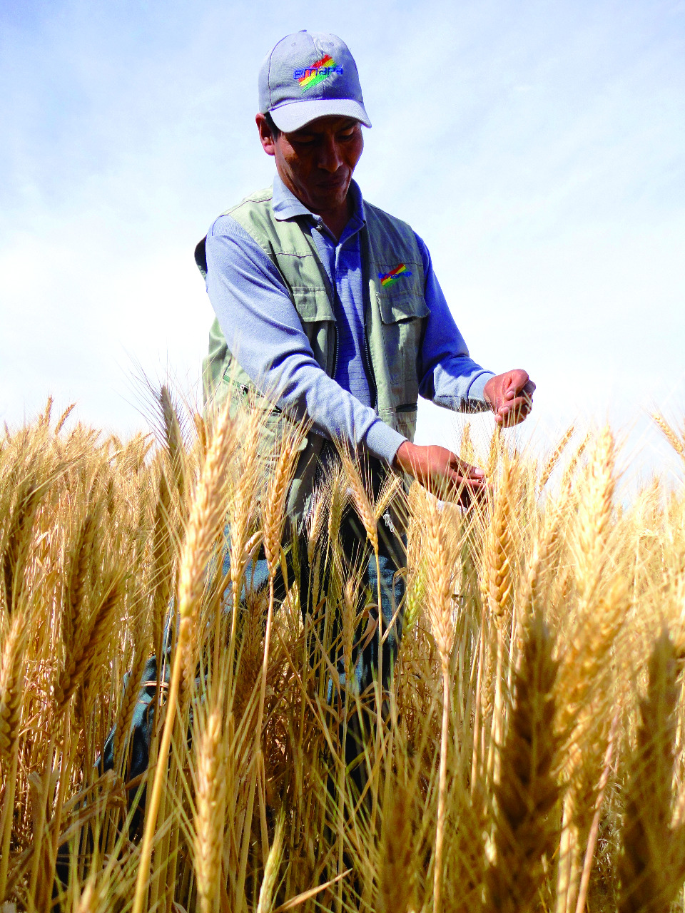 Emapa sube a $us 415 el precio base de compra de la tonelada de trigo para fomentar y aumentar la producción