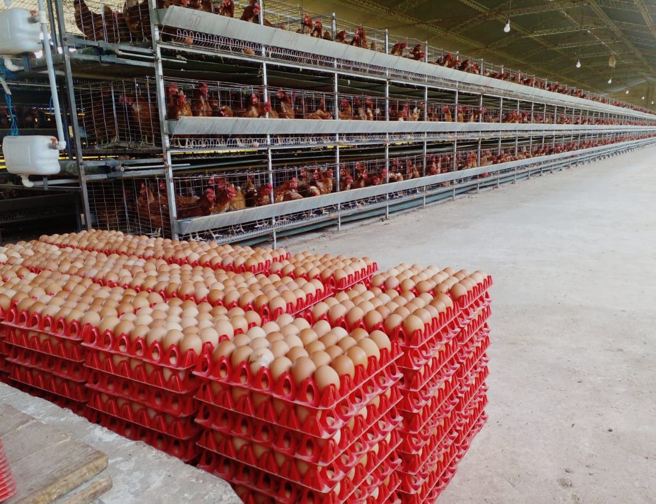 Avicultores de Santa Cruz: Pese a la gripe aviar, la provisión de huevo y carne de pollo está “plenamente garantizada” 
