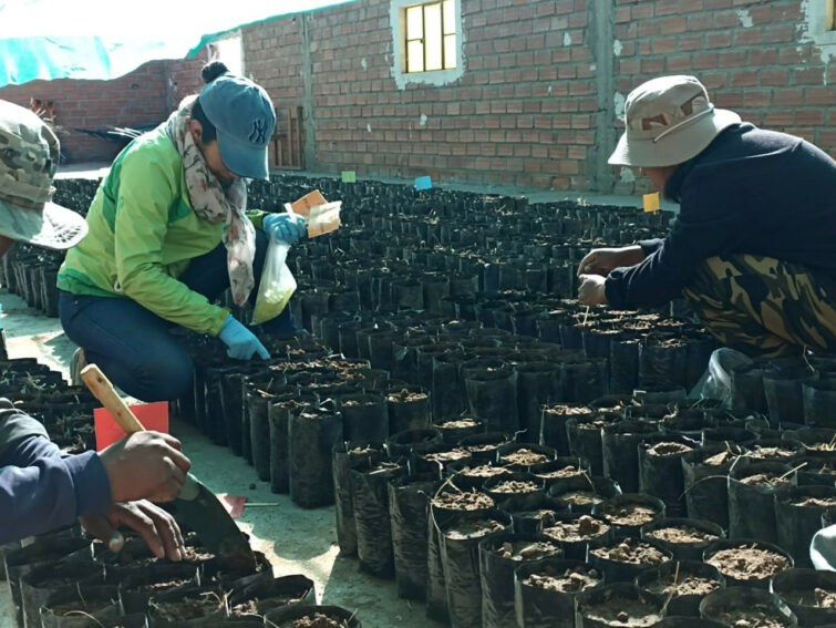 Investigadora Carla Crespo valida el uso de probióticos para biofertilizantes y biopesticidas en cultivos de quinua