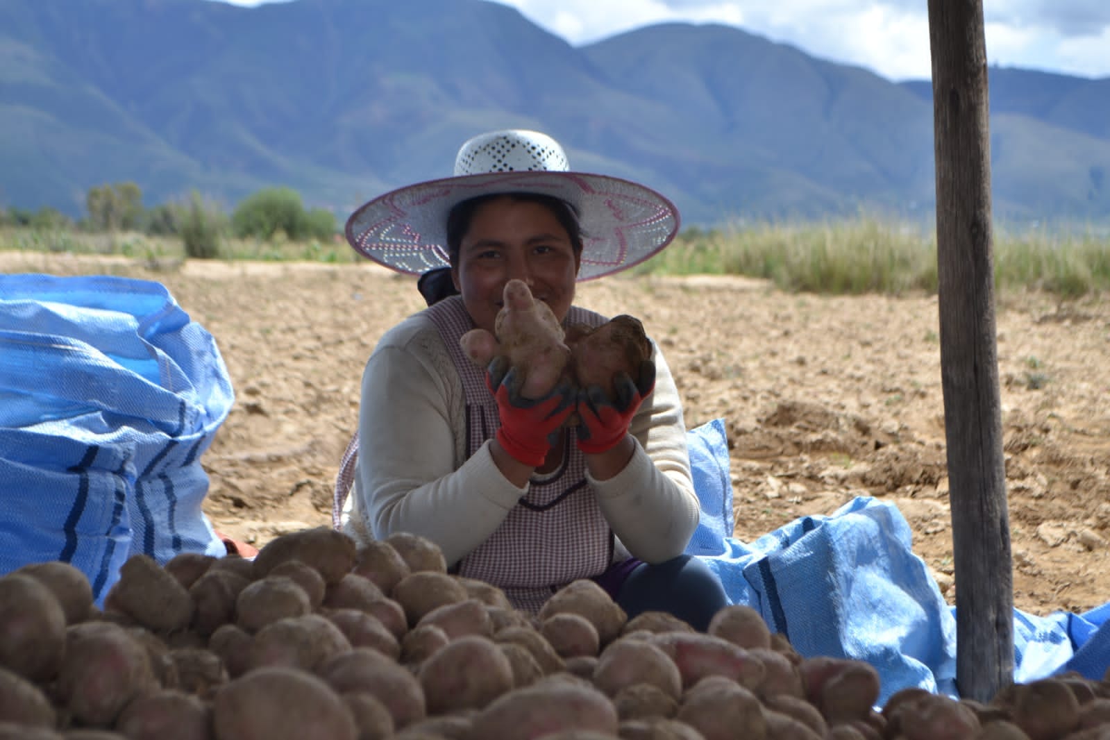 Festival de la Papa en Betanzos prevé reunir a más del 60% de los productores de Bolivia