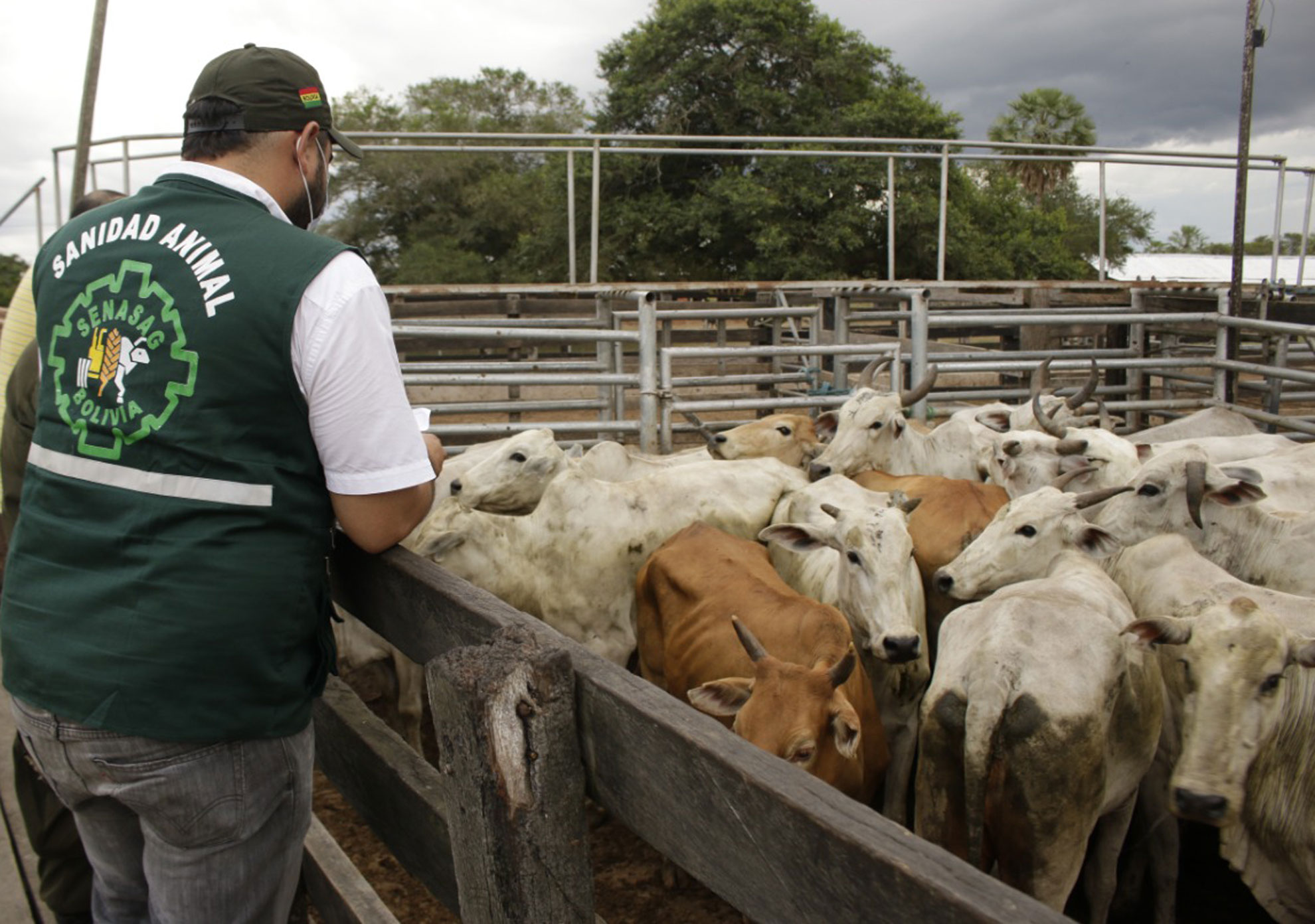 “Beni and La Paz declared free of foot-and-mouth disease without vaccination by the World Organization for Animal Health”