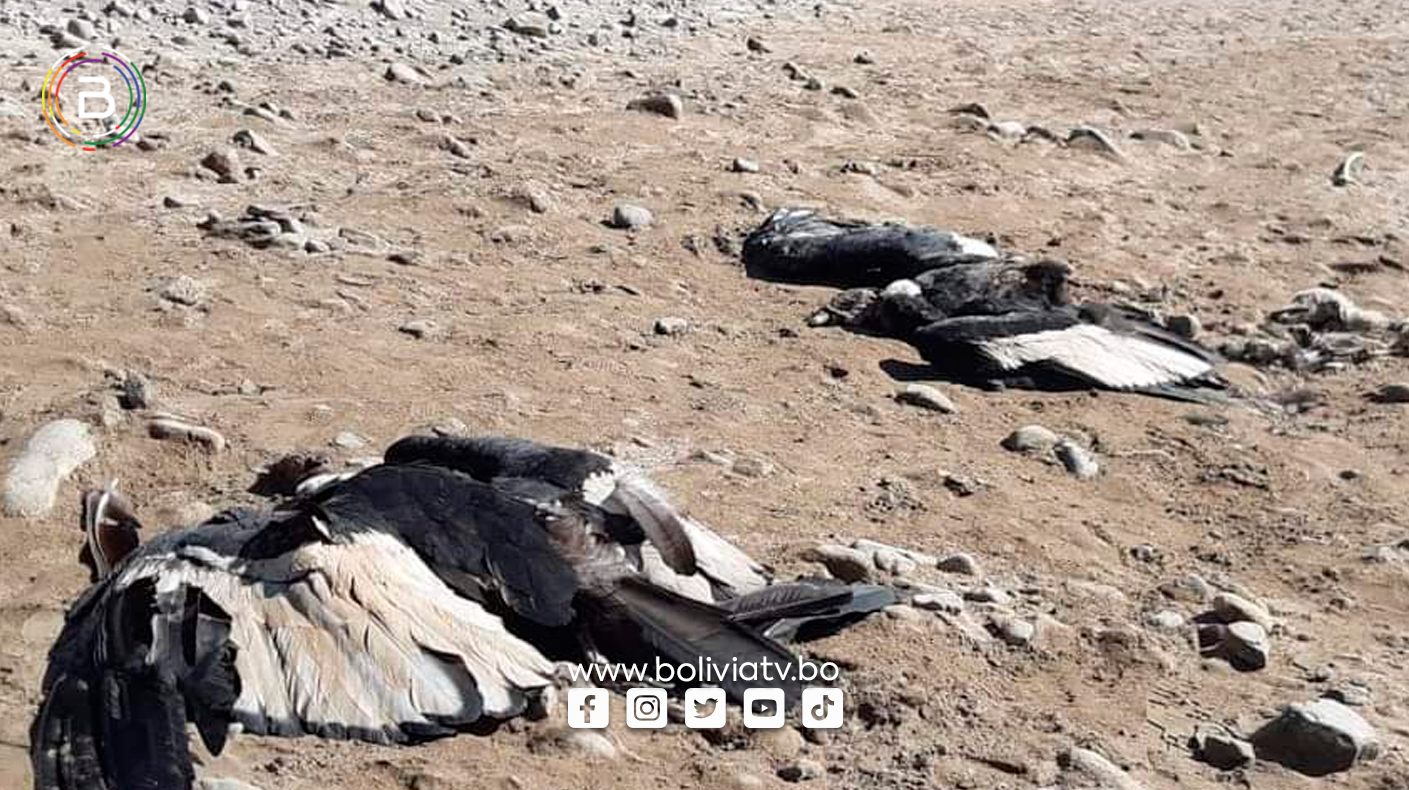Hallan cinco cóndores muertos en Chuquisaca, apuntan a un envenenamiento
