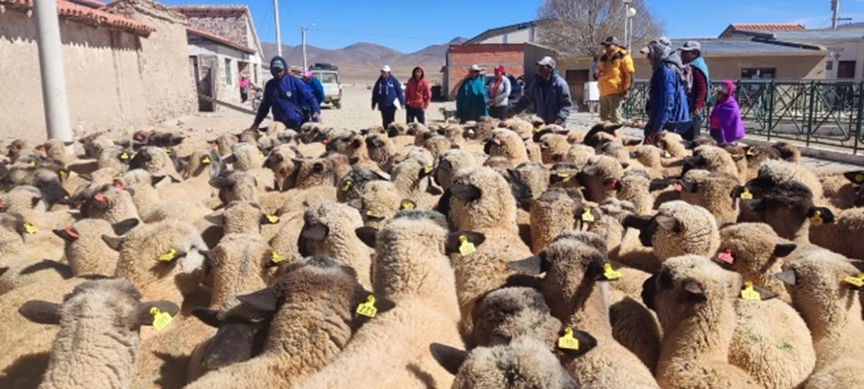 El ganado ovino entregado a los pobladores de Yunchará. Foto: MDRyT.