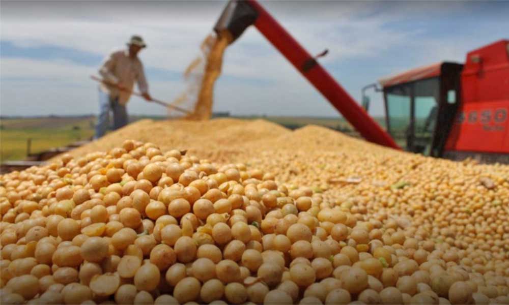 La soya boliviana empieza a poblar campos cubanos