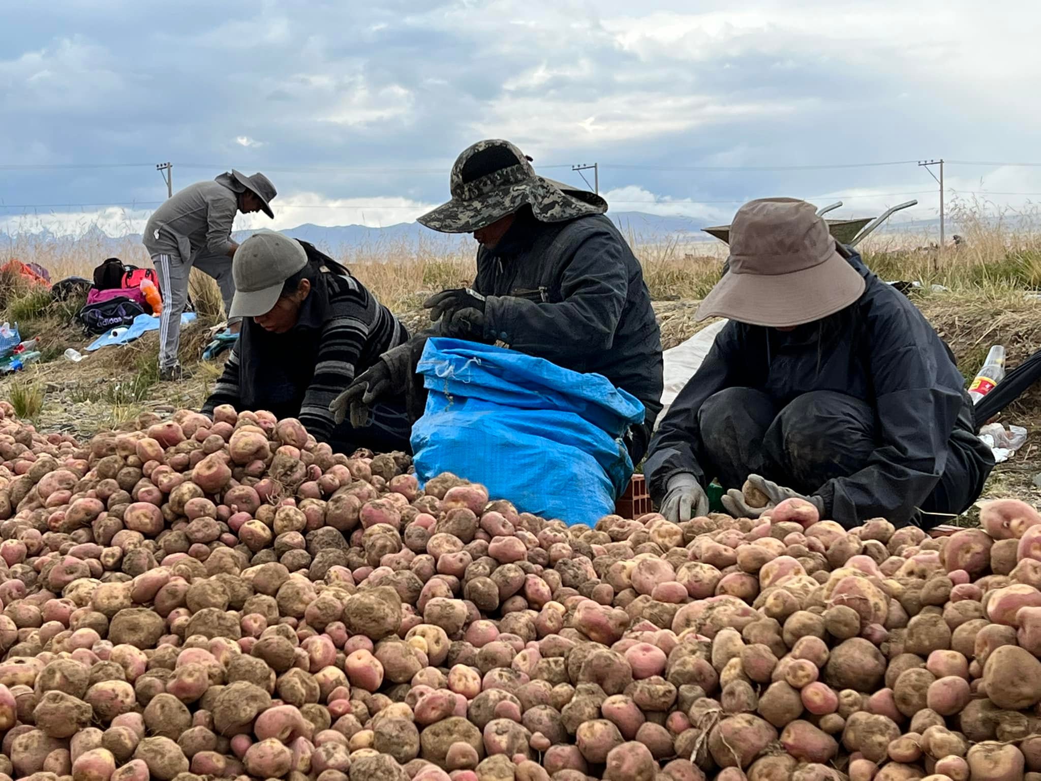 Seguridad alimentaria invirtió Bs 80,5 millones para mejorar y aumentar la producción de papa