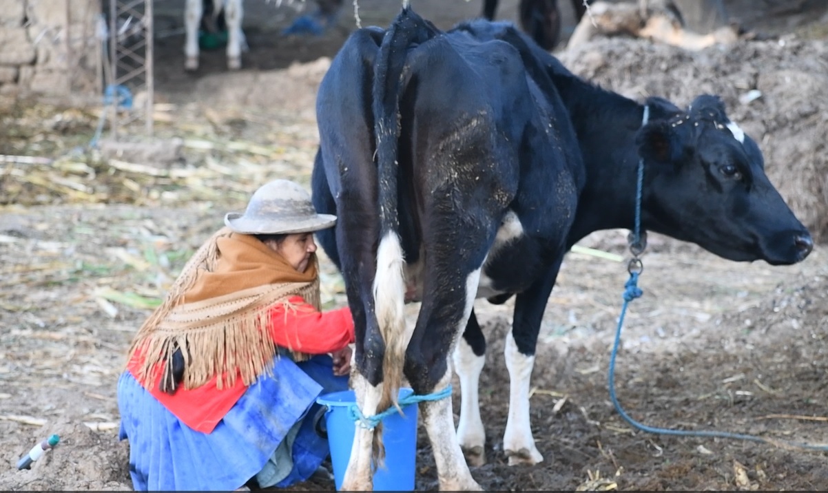 Créditos del BDP benefician a 42.524 productores agropecuarios en todo el país 