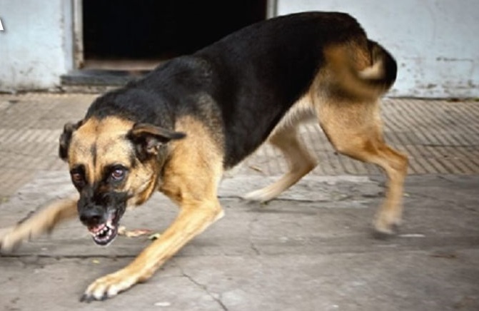 El COEM de Sucre propuso declaratoria de alerta roja y un plan de contingencia contra la rabia canina