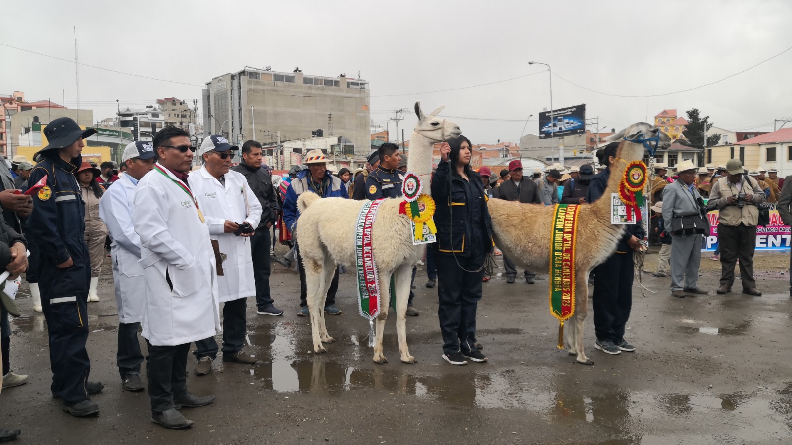 Gobierno entregará Bs 106.000 como incentivo a productores y trasformadores de camélidos en La Paz y Oruro