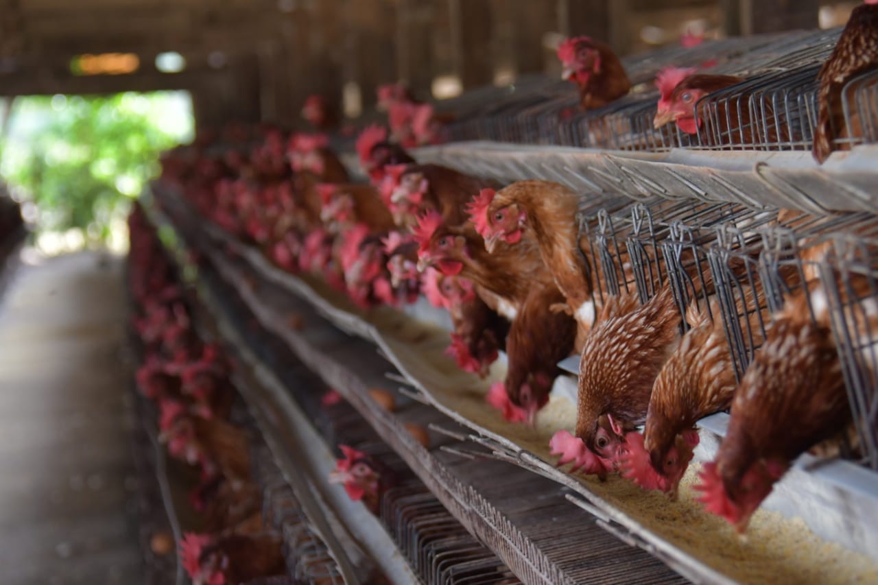 Fideicomiso beneficiará a 20 familias avícolas que sacrificaron todos sus pollos por la gripe aviar en Cochabamba 