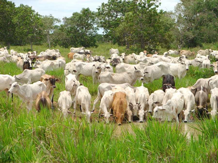 Técnicos de Chile llegan a Bolivia para reconocimiento sanitario que posibilite exportación de carne y lácteos a ese país