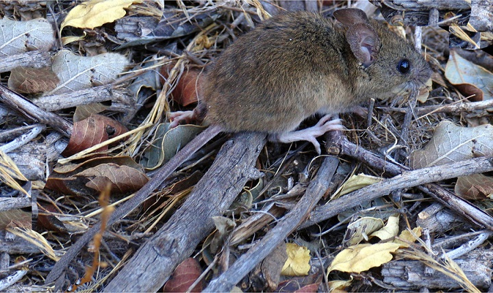 En Bolivia reportan 14 casos de hantavirus, cuatro perdieron la vida