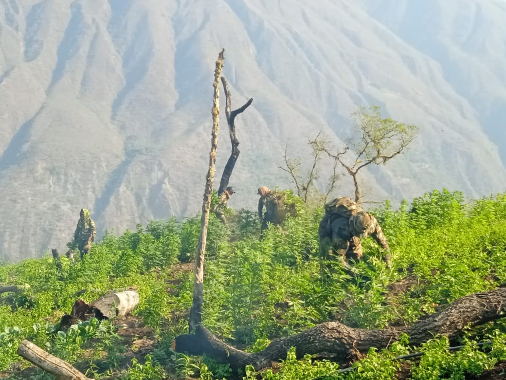 Fuerza antidroga destruye plantaciones de marihuana en Copacabana
