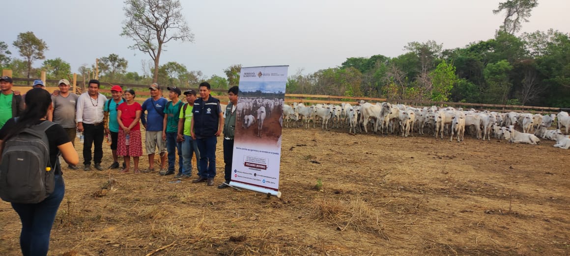 Desarrollo Rural entrega vaquillas y toros reproductores en Riberalta