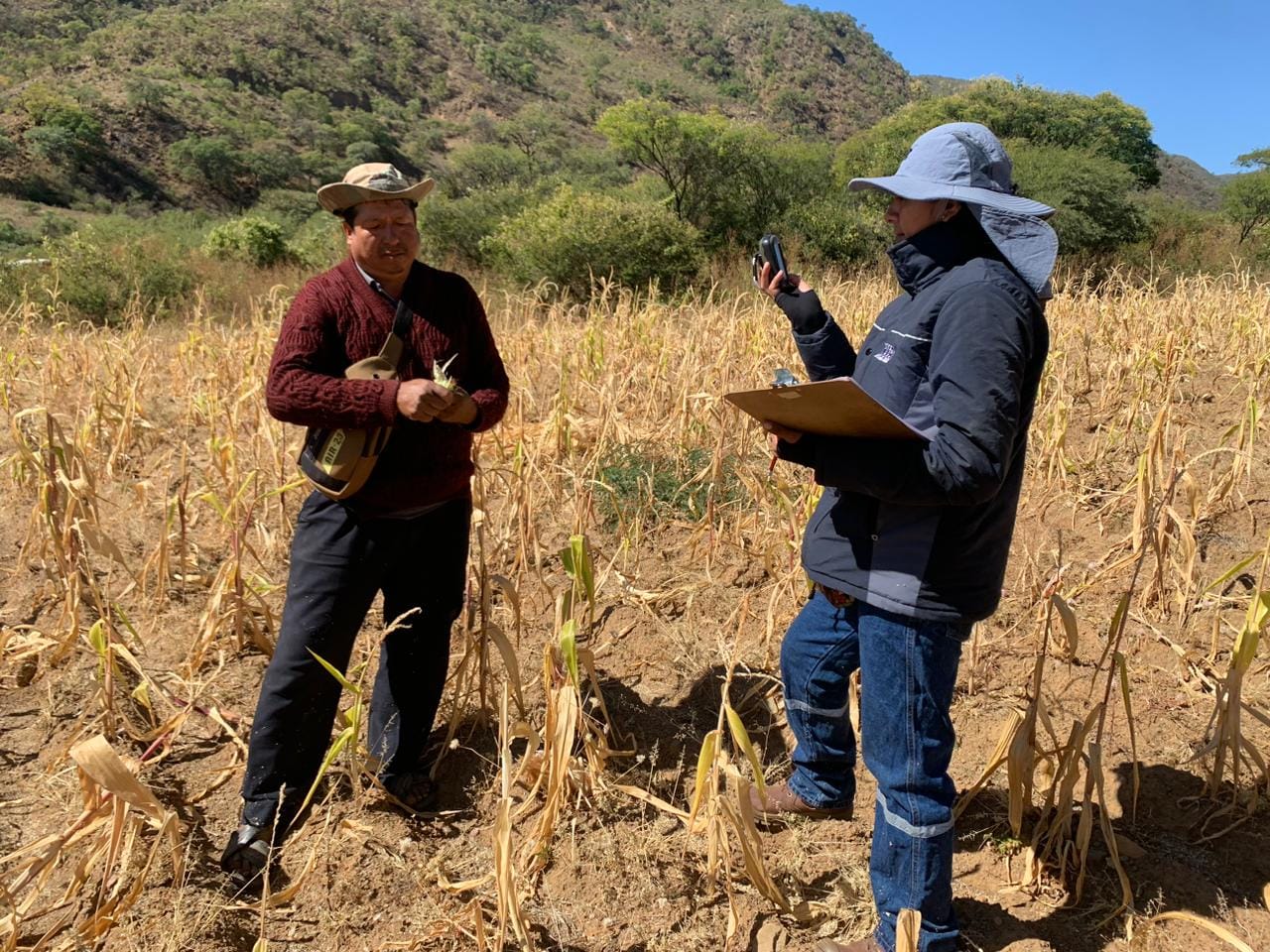 Seguro Agrario indemniza con Bs 23 millones a 50.000 productores