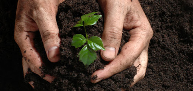 Campaña impulsa reforestación de El Alto con 5.000 árboles para enfrentar crisis climática