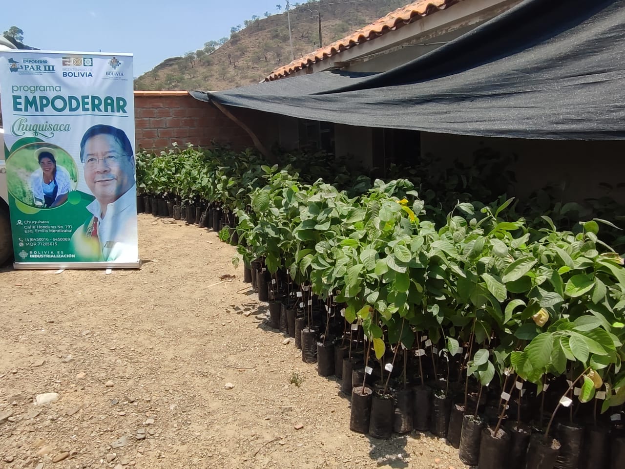 Producción de chirimoya en Tomina se fortalecerá con plantines certificados de dos variedades