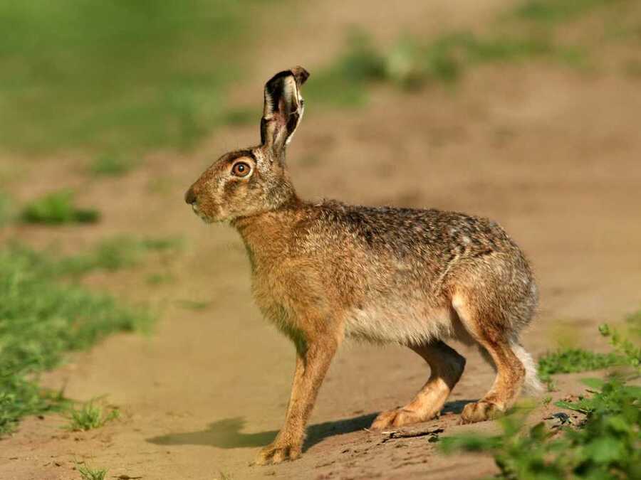 Suspenden torneo de caza de liebres en Culpina y recuerdan que las leyes prohíben afectación a la fauna silvestre 