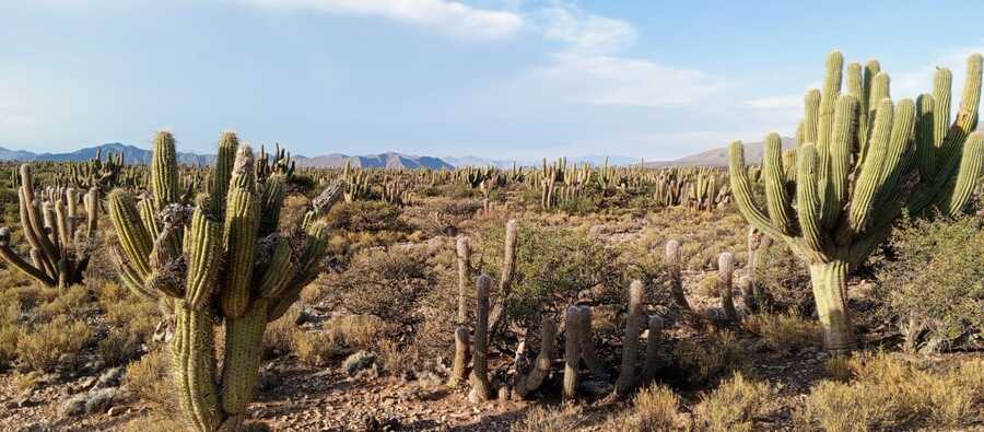 Parque El Cardón de Tarija busca apoyo para fortalecer su preservación