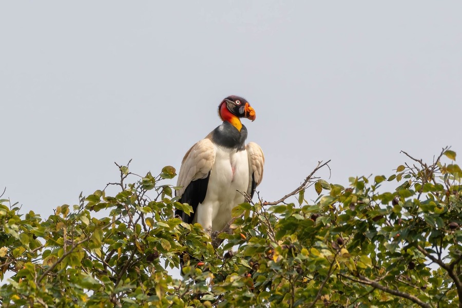 Identifican al menos cinco especies de aves en peligro de extinción en Bolivia