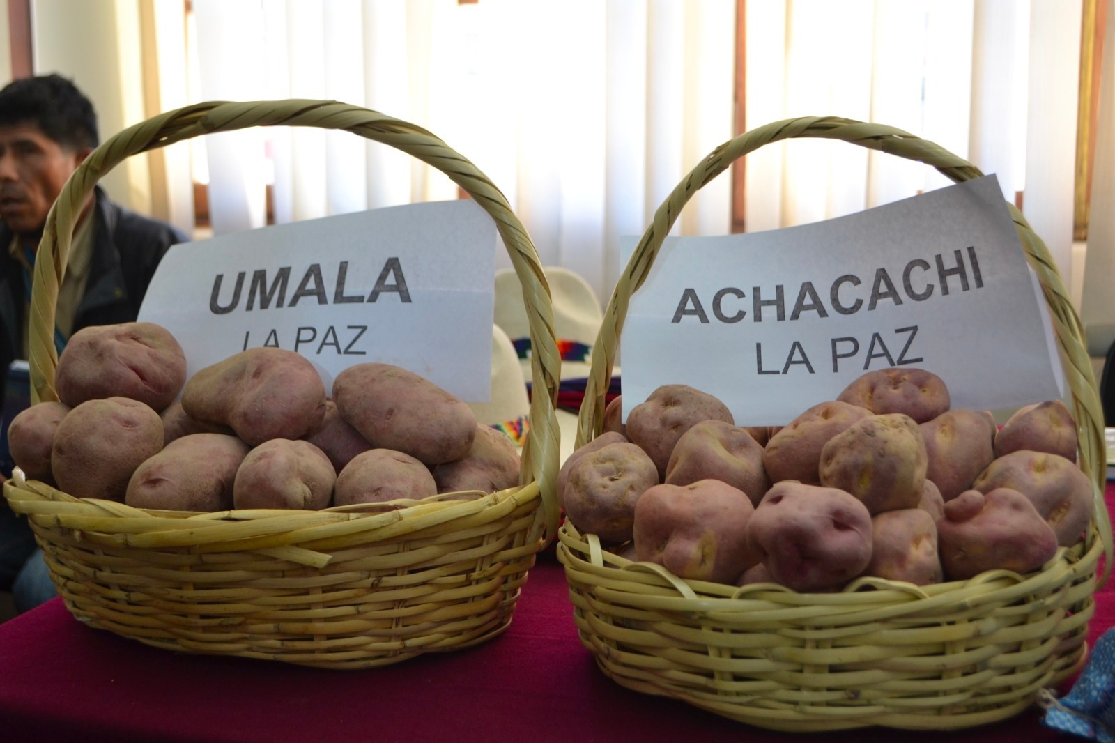 En cinco municipios se construirán silos para almacenar semillas de papa certificada