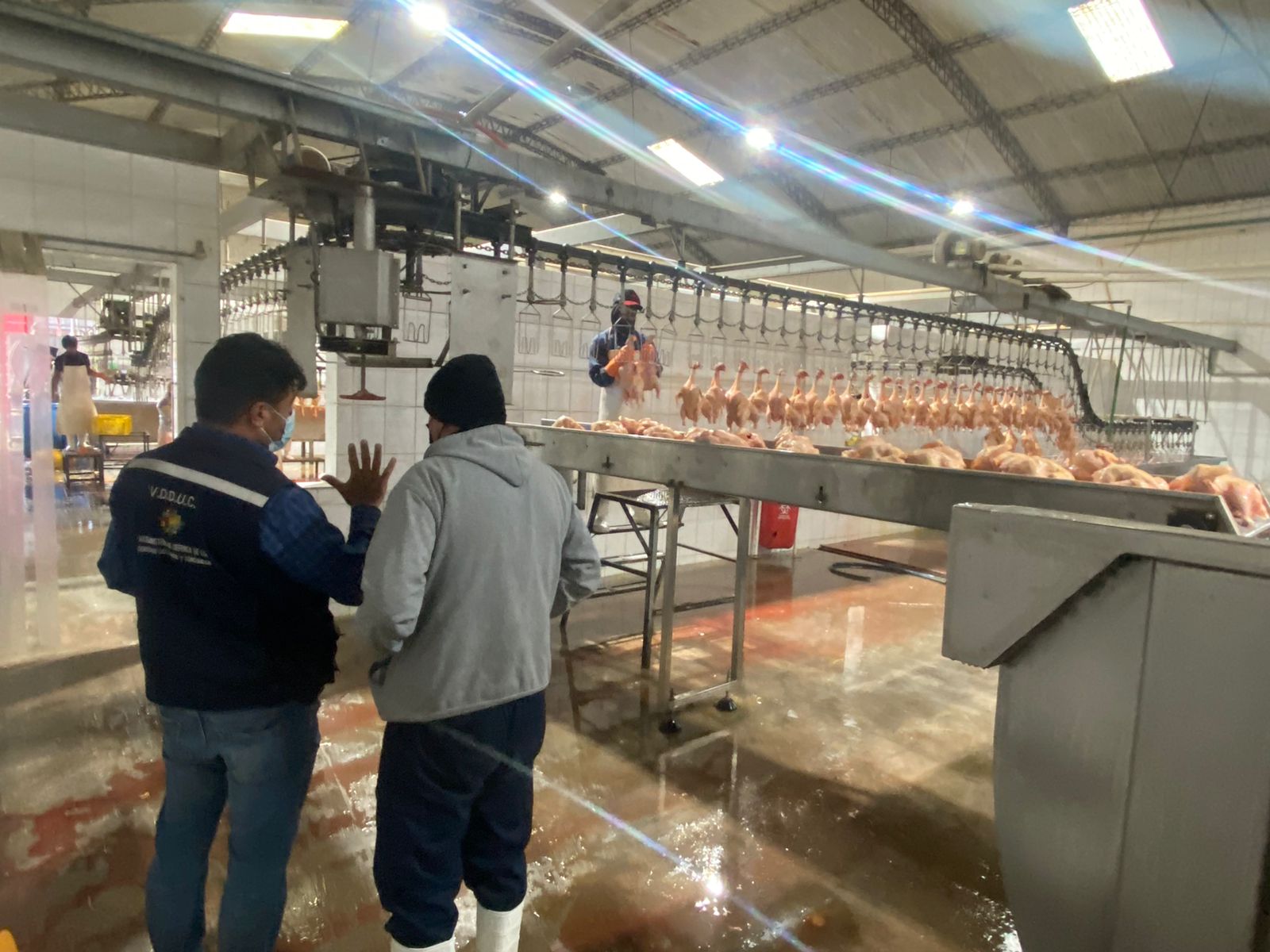 Activan controles en mataderos de pollo en Cochabamba para garantizar calidad y salubridad de la carne