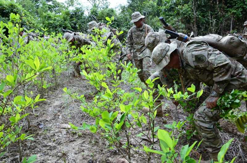 Fuerza de Tarea Conjunta erradica más de 1.880 hectáreas de coca excedentaria en tres departamentos