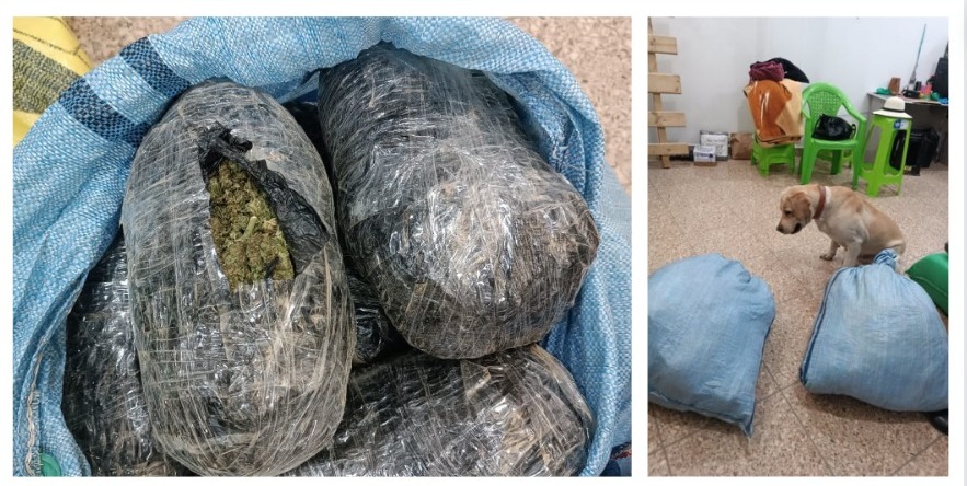 Can descubre más de 19 kilos de marihuana en la terminal terrestre de Cochabamba 