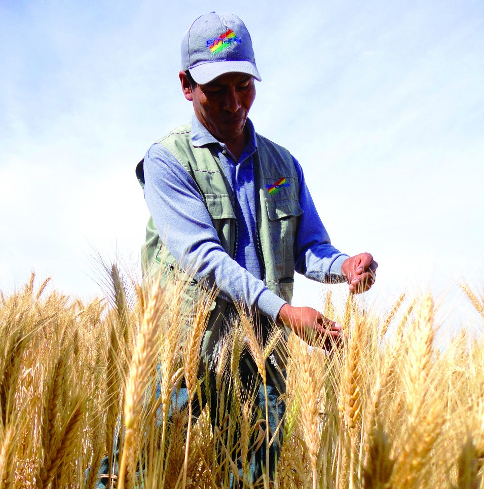 Emapa prevé acopiar cosecha de 3.000 toneladas de trigo desde junio en Cochabamba