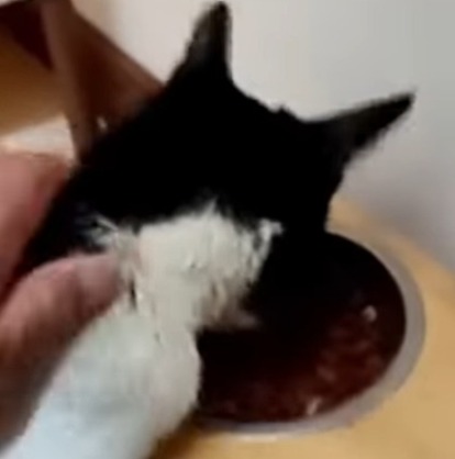 Regresó su hogar, el gato "Vampiro" que en junio fue abandonado por chófer en la carretera