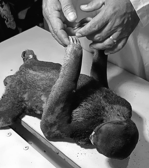 Beni: Fallece la osa perezosa que sufrió quemaduras en incendio 