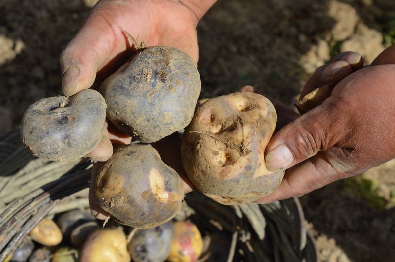 Heladas y baja cosecha son factores para el incremento del precio de la papa