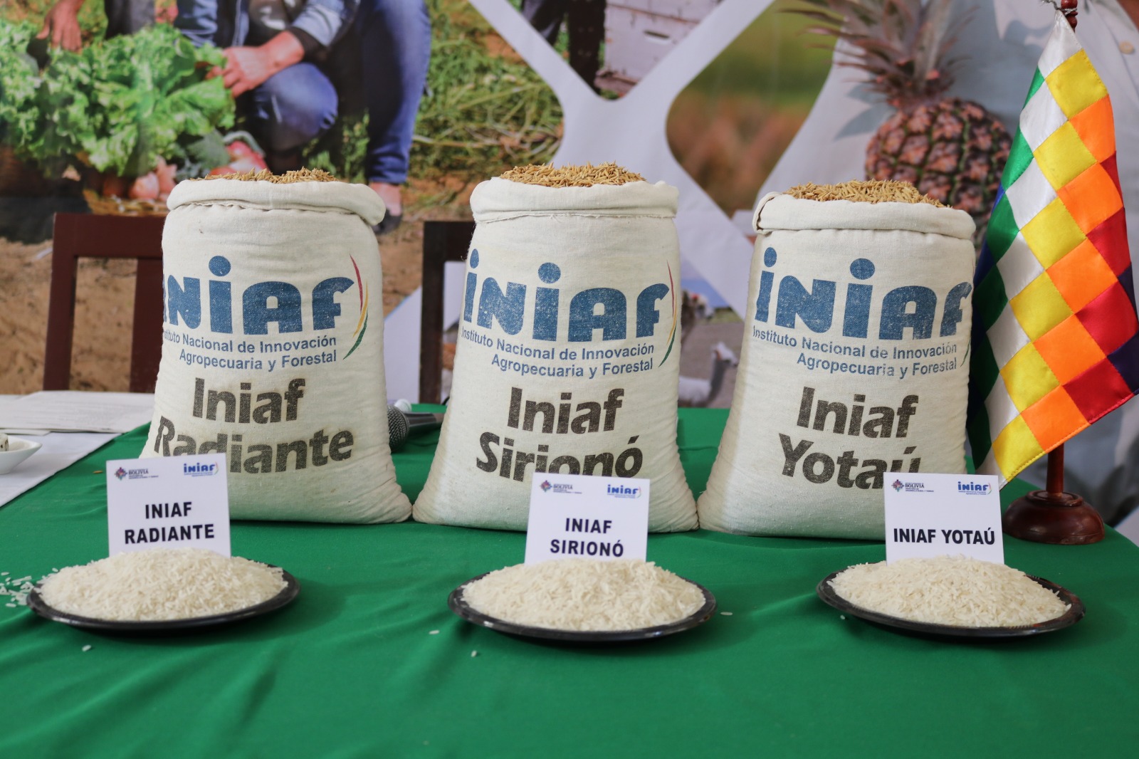 Iniaf libera seis nuevas variedades de arroz de alto rendimiento e insta al agro a solicitarlas