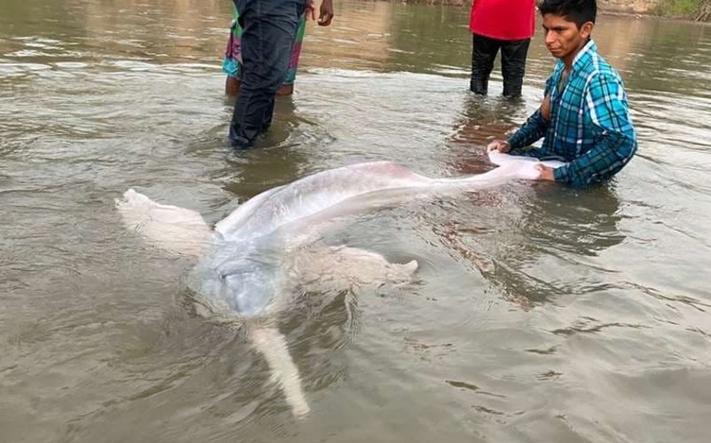 Envían equipo técnico para rescatar al bufeo encontrado en el río Yapacaní