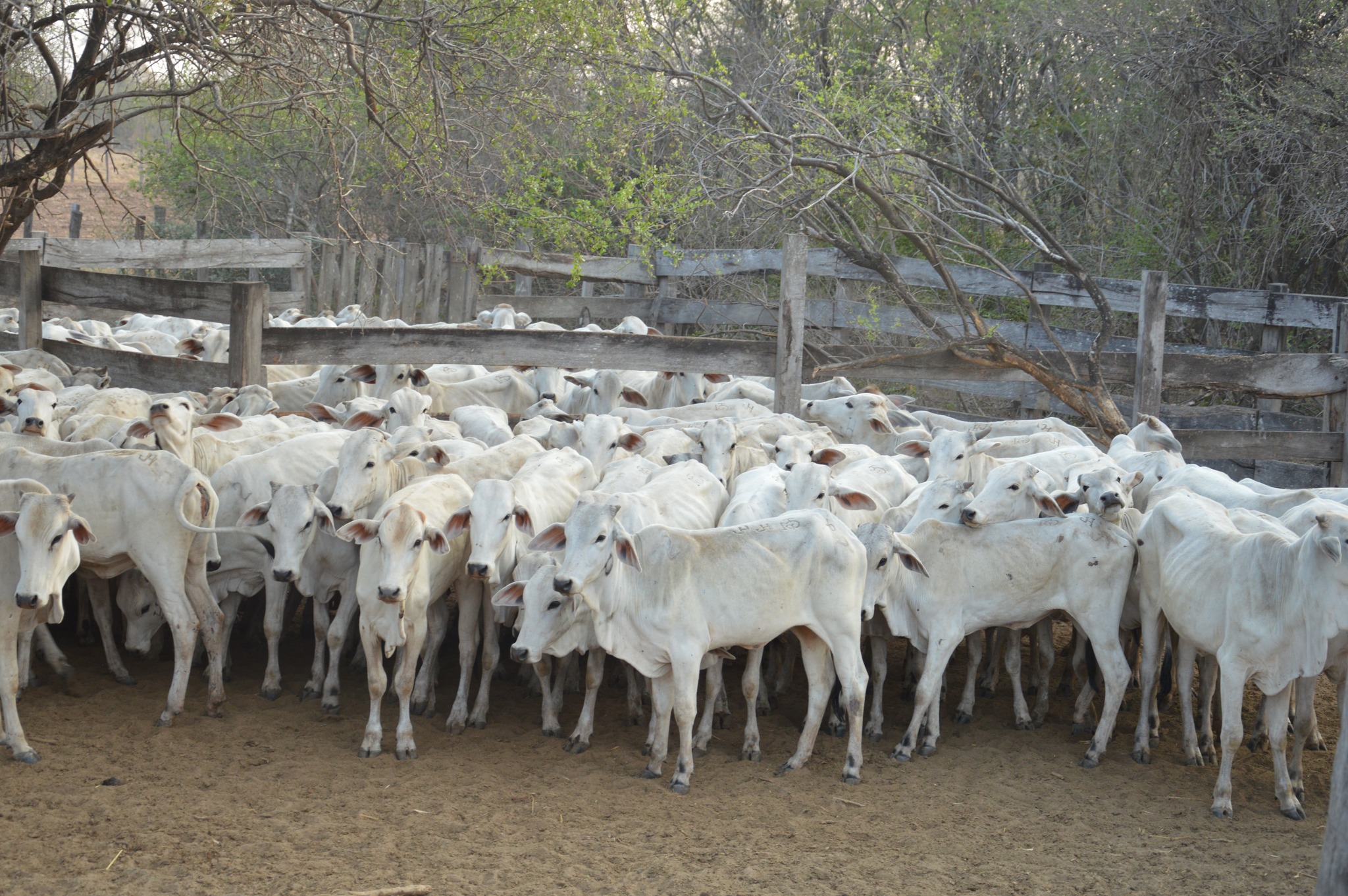 En el municipio cruceño de Cabezas entregan 680 vaquillas para mejorar la producción bovina