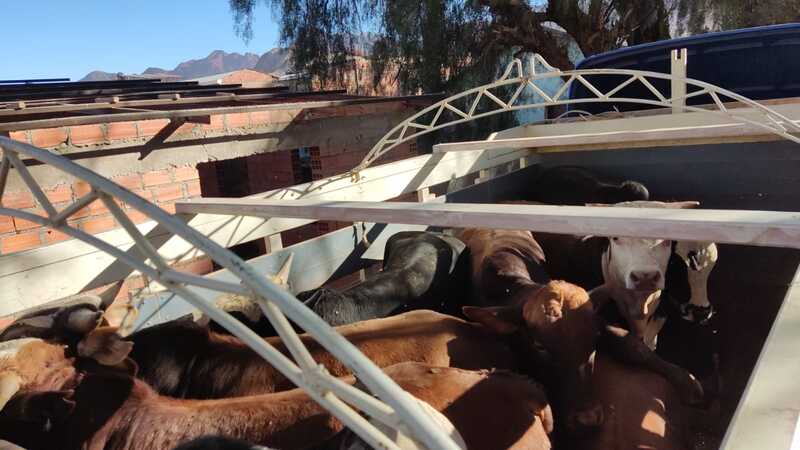Impiden contrabando de 11 cabezas de ganado vacuno hacia Perú