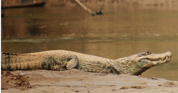 Adulto mayor fue atacado por dos lagartos y sufre mordeduras en el rostro