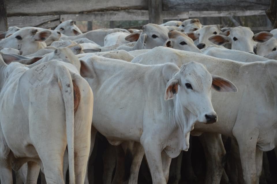 Soberanía Alimentaria entrega 300 vaquillas a pequeños y medianos ganaderos de Tarija