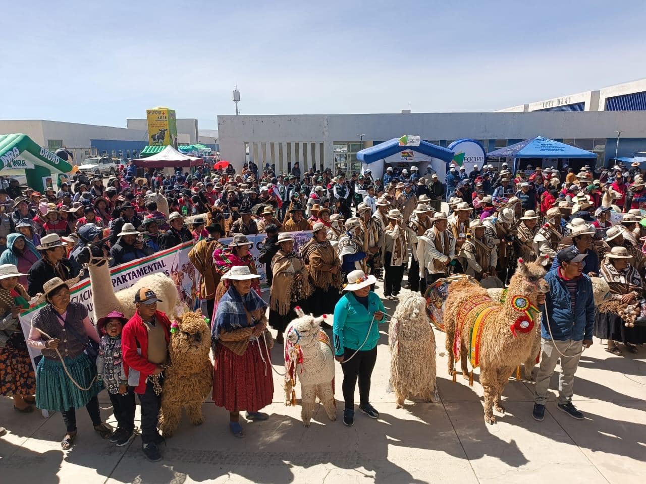 Exponen el potencial productivo camélido boliviano en expoferia nacional en Oruro