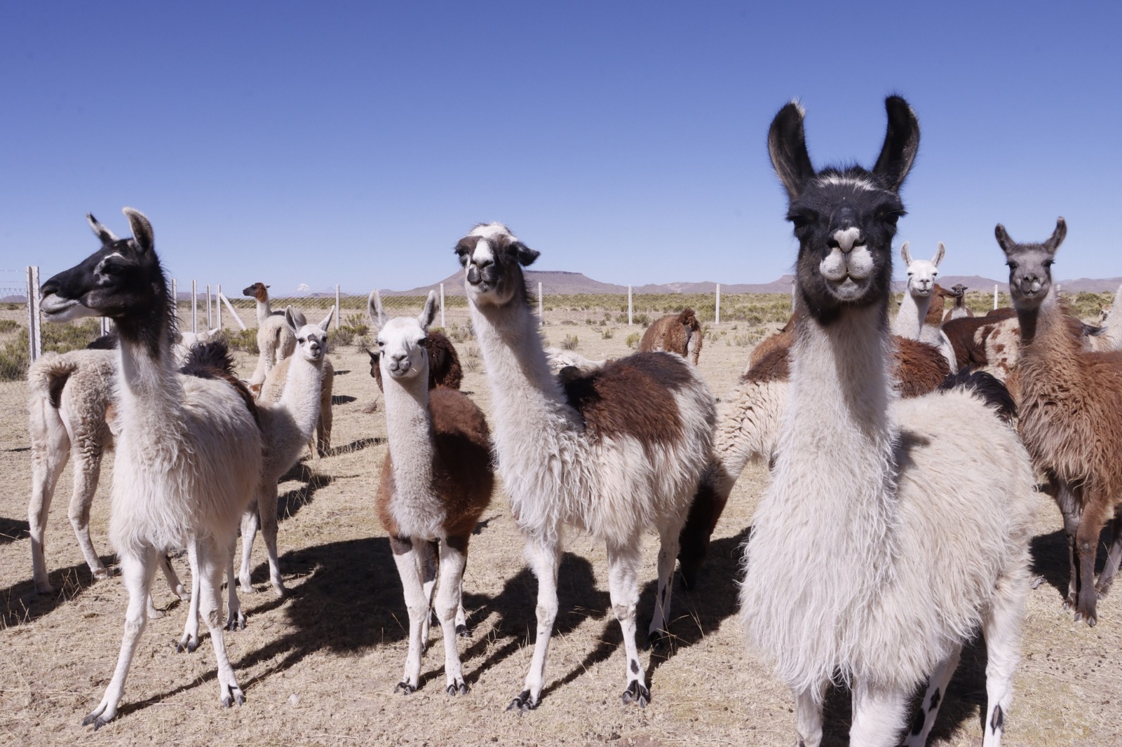 Pro – Camélidos concluye operaciones beneficiando a más de 25.000 familias con Bs 170 millones de inversión 