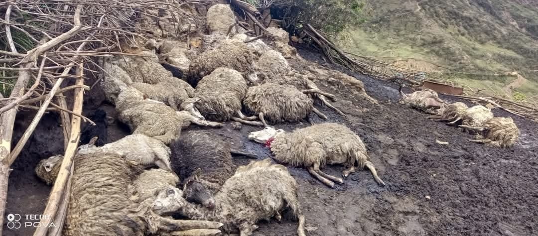 37 ovejas mueren al ser impactadas con un rayo en Cochabamba