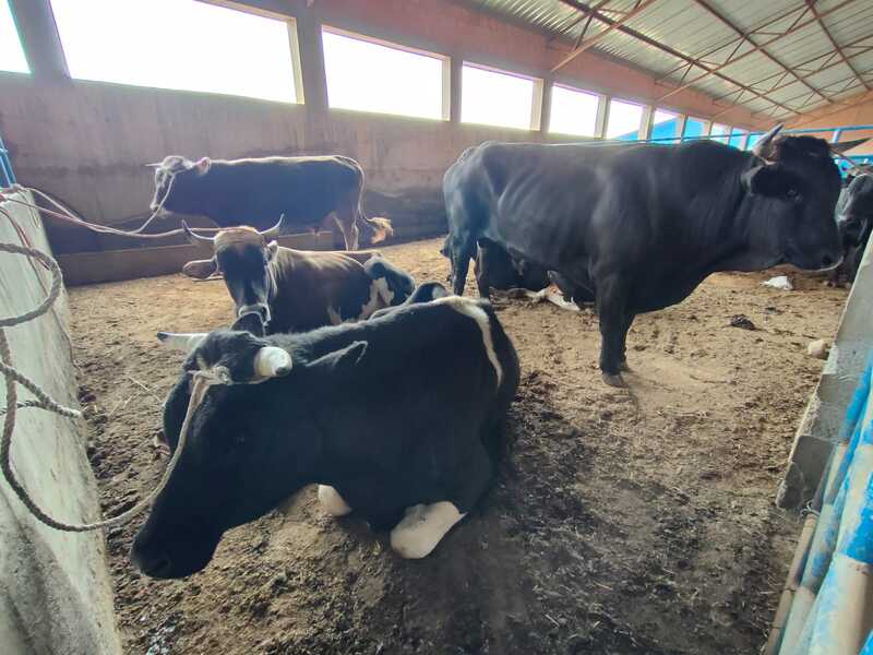 Comisan 38 cabezas de ganado valuadas en Bs 500.000 en Charaña que tenían como destino Perú