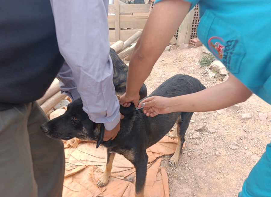En Sucre confirman 30 casos de rabia canina y activan control epidemiológico con vacunación