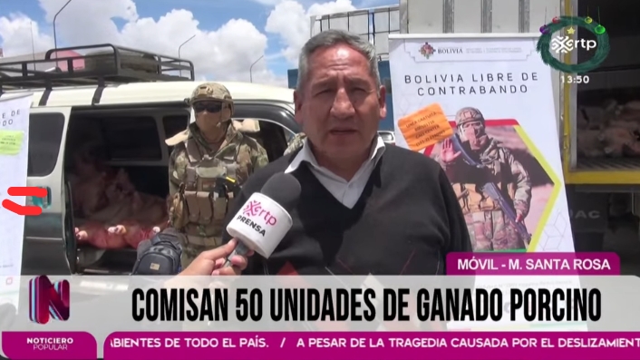 Decomisan en Taraco 50 unidades de ganado porcino que se transportaba a Perú