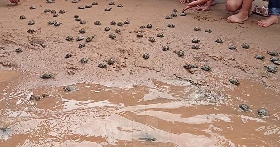 Niños liberan 1.000 tortugas bebé para su repoblamiento en Beni