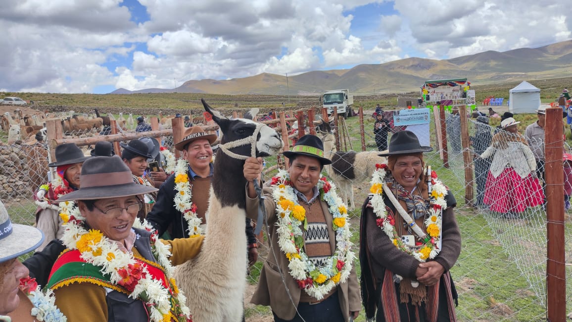 Entregan corrales y 20 reproductores para incentivar la crianza de camélidos en Santiago de Machaca