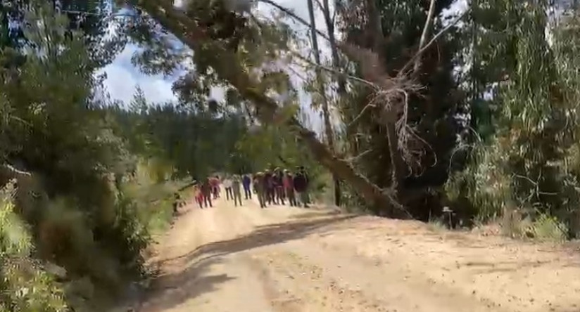 Denuncian que afines a Evo talan árboles para bloquear las principales vías en Cochabamba 