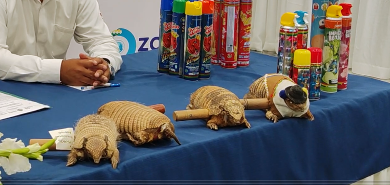 Recuerdan que uso de plumas y pieles de fauna silvestre en trajes de danzarines es un delito