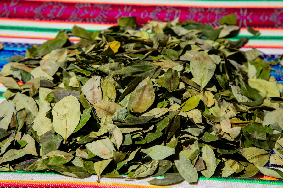 OMS convoca a la conformación del equipo científico que encarará el Examen Crítico de la Hoja de Coca